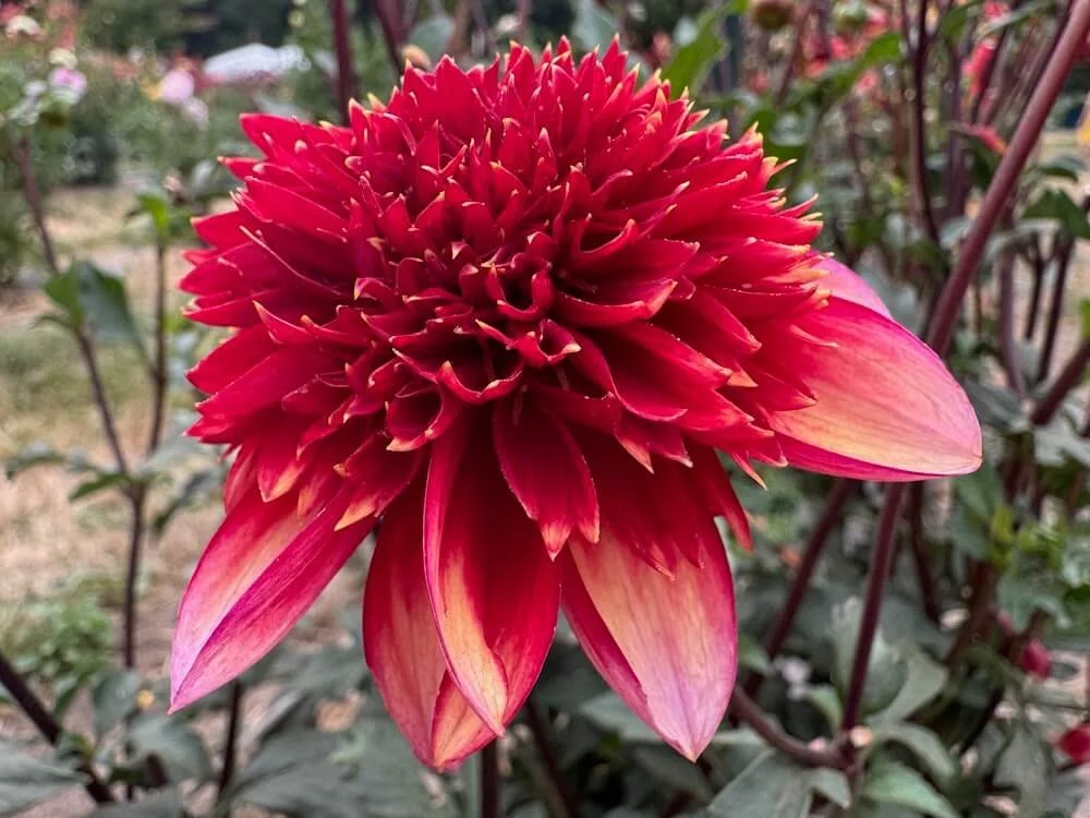 【美品_即日発送】NORTHWAVE DAHLIA 24cm 22-23モデル Dahlia 'Hypnotica Orange' (Hypnotica Orange Dahlia) — Northwest Blooms
